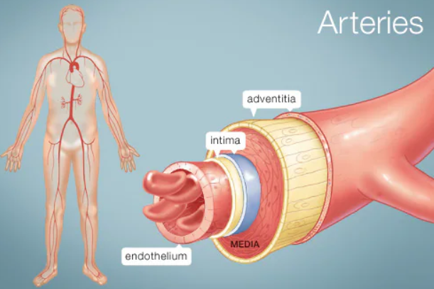 mạch máu tiếng anh là gì