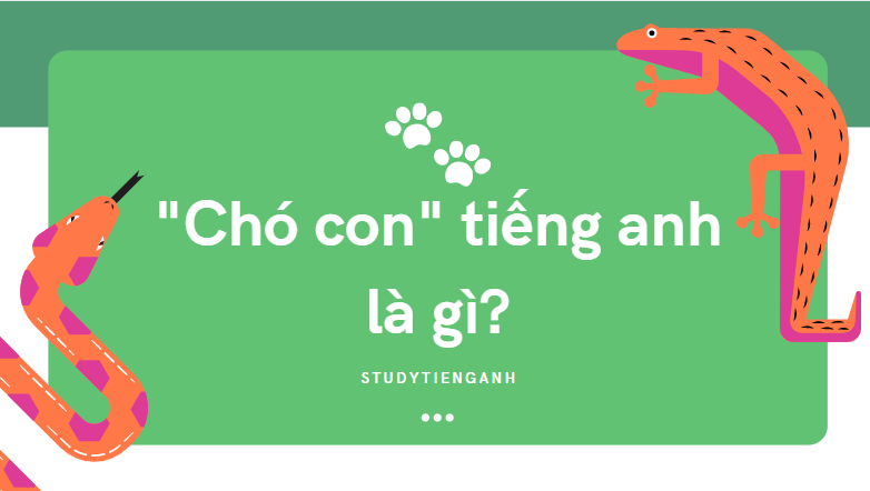 chó con tiếng anh là gì