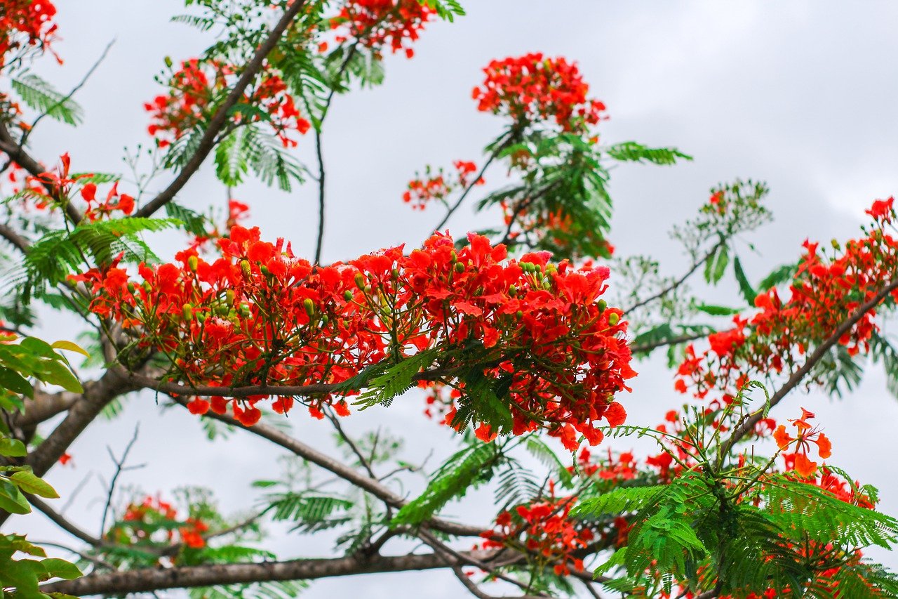 Hoa Phượng