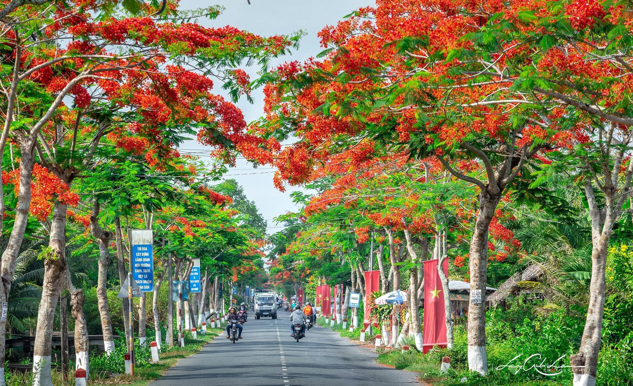 hoa phượng tiếng anh là gì