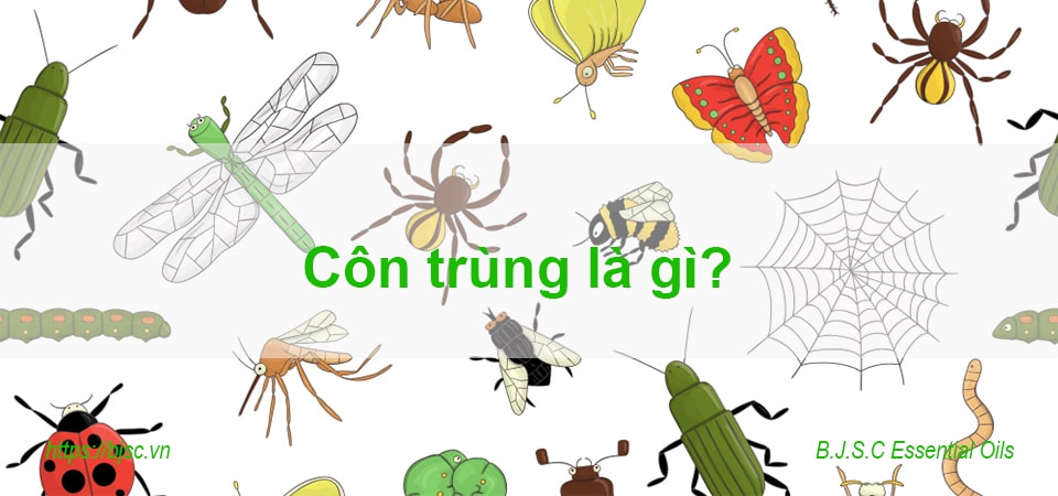 côn trùng tiếng anh là gì