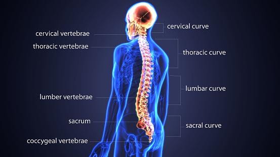 cột sống tiếng anh là gì