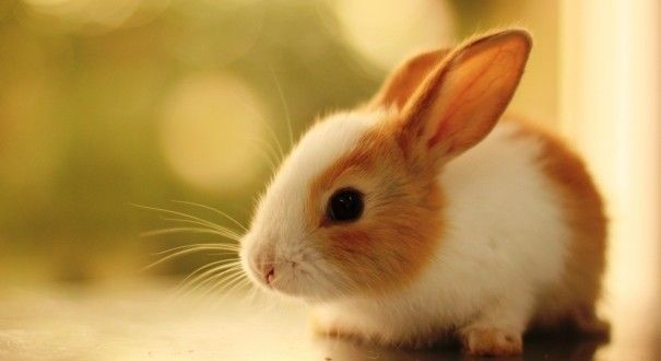 Con thỏ tiếng Anh là gì: Định nghĩa, ví dụ Anh Việt – StudyTiengAnh