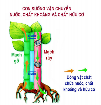 nước được vận chuyển ở thân chủ yếu