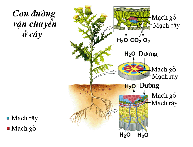 nước được vận chuyển ở thân chủ yếu