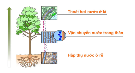 nước được vận chuyển ở thân chủ yếu