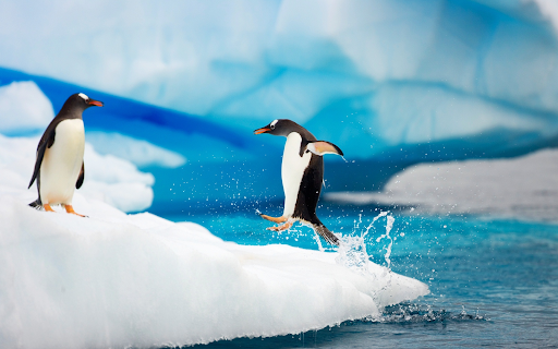 Chim cánh cụt sống ở đâu, Bắc cực hay Nam cực