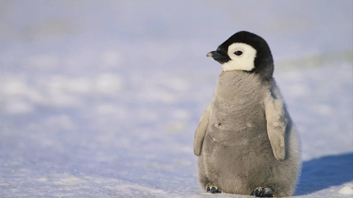chim cánh cụt sống ở đâu