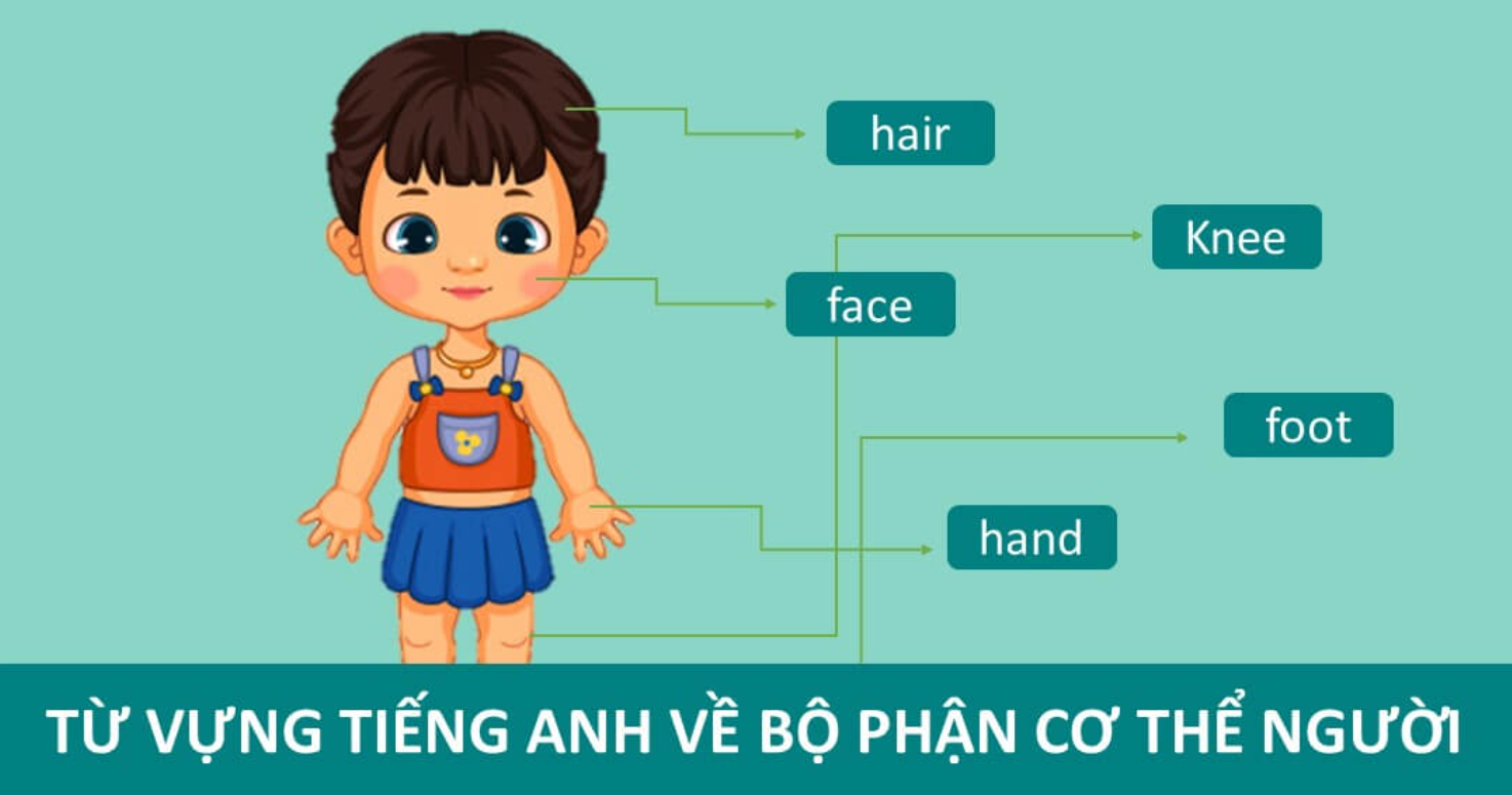 Một số bộ phận cơ thể người bằng tiếng Anh mà các bạn nên biết