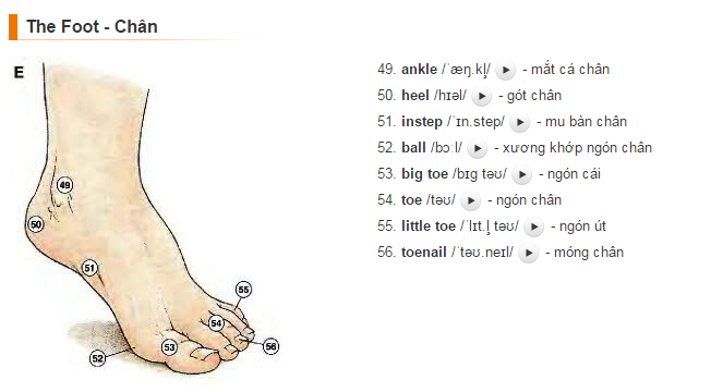 Một số bộ phận cơ thể người bằng tiếng Anh mà các bạn nên biết