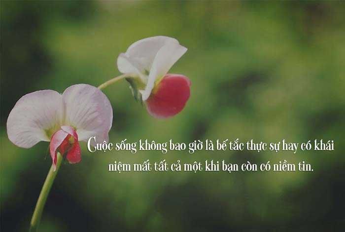 stt cuộc sống bon chen