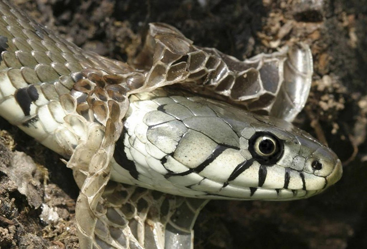 rắn đẻ trứng hay đẻ con