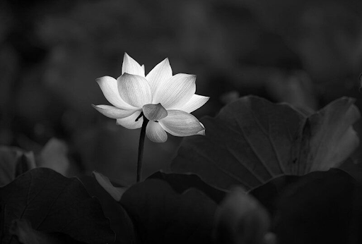 hình nền hoa sen trắng đen