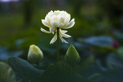 hình nền hoa sen trắng đen