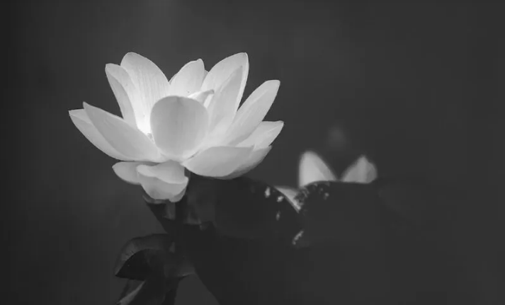 ý nghĩa hoa sen trắng nền đen