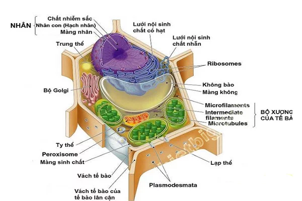 tế bào nhân thực