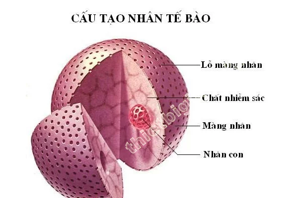 tế bào nhân thực