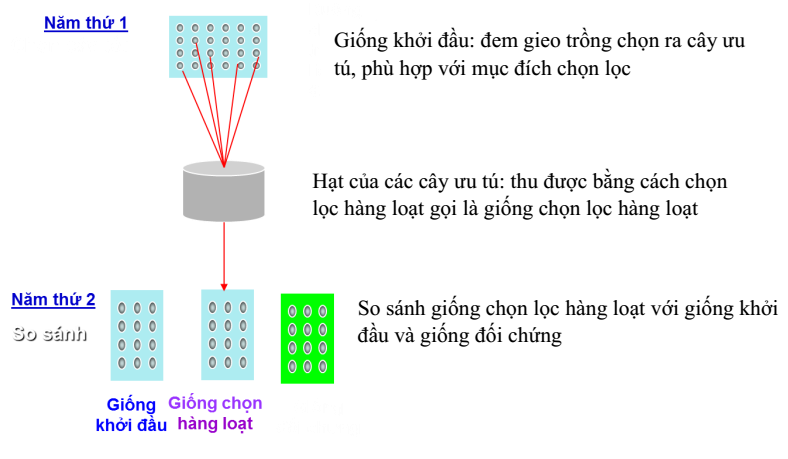 phương pháp chọn tạo giống cây trồng