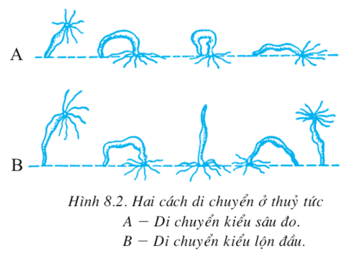 hình dạng của thủy tức là