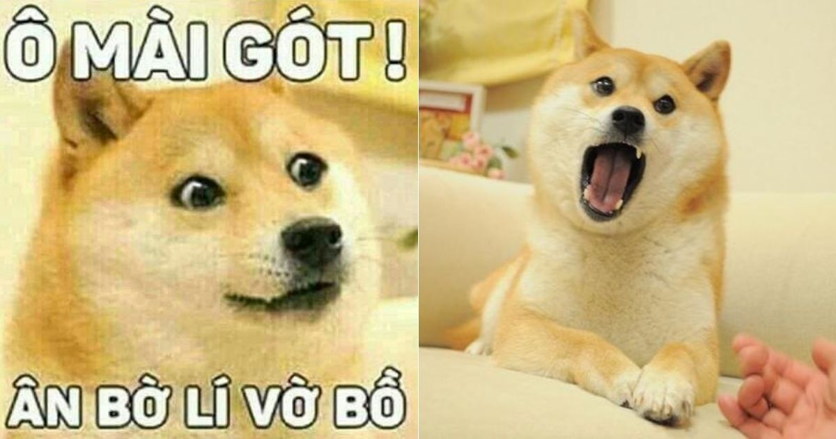 shiba là gì