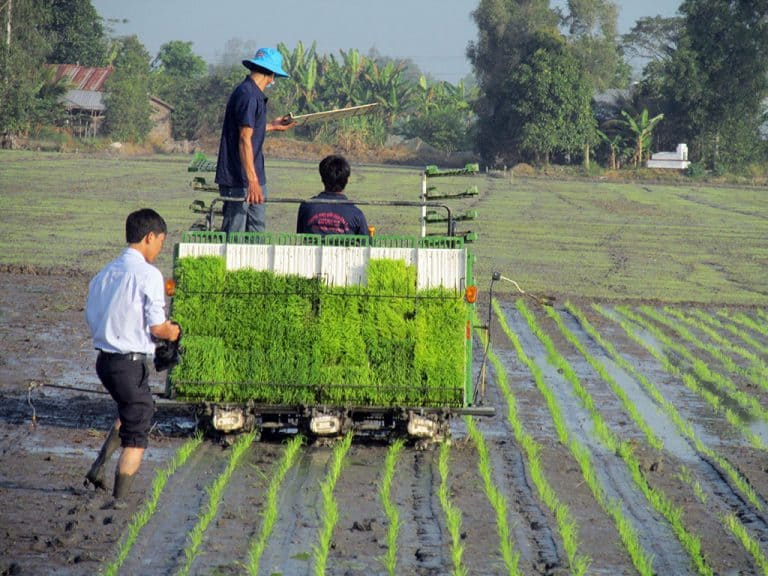 thâm canh là gì