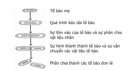 vi khuẩn sinh sản chủ yếu bằng cách nào