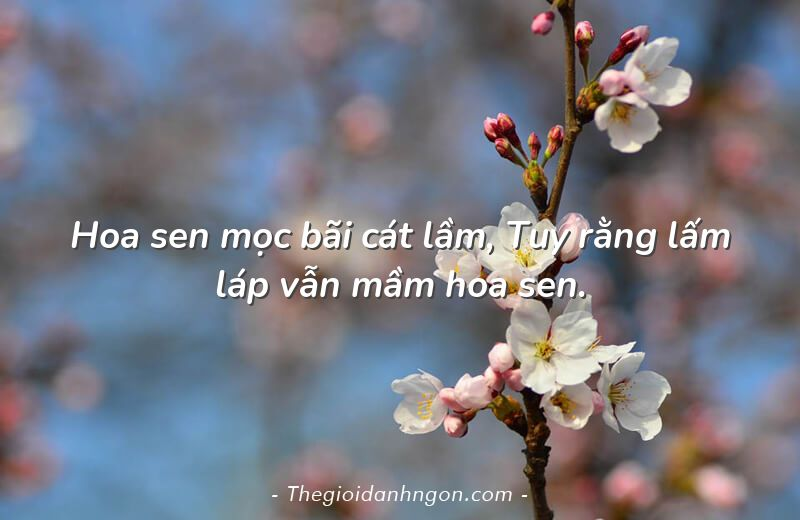 những câu tục ngữ hay về cuộc sống