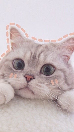 avatar cute mèo
