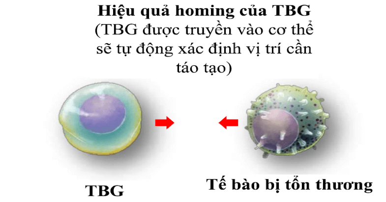 tbg là gì