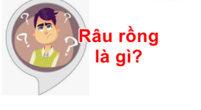 khuyên râu rồng là gì