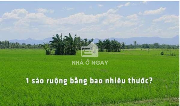 1 sào bằng bao nhiêu mét vuông