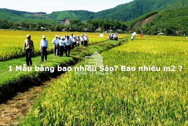 1 sào bằng bao nhiêu mét vuông