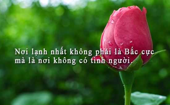 những câu nói chất về đời