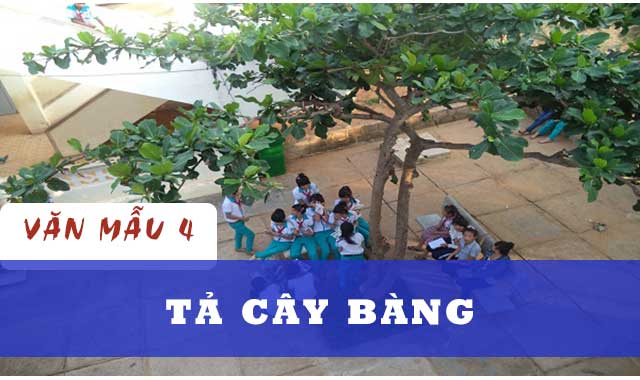 tả cây bàng