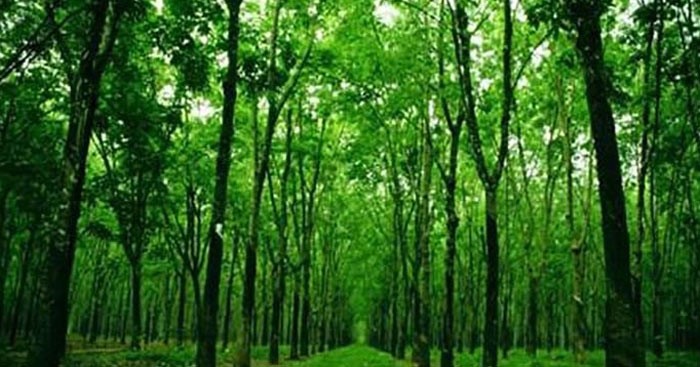 phân tích rừng xà nu