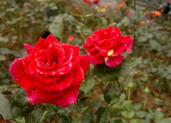 tả cây hoa hồng