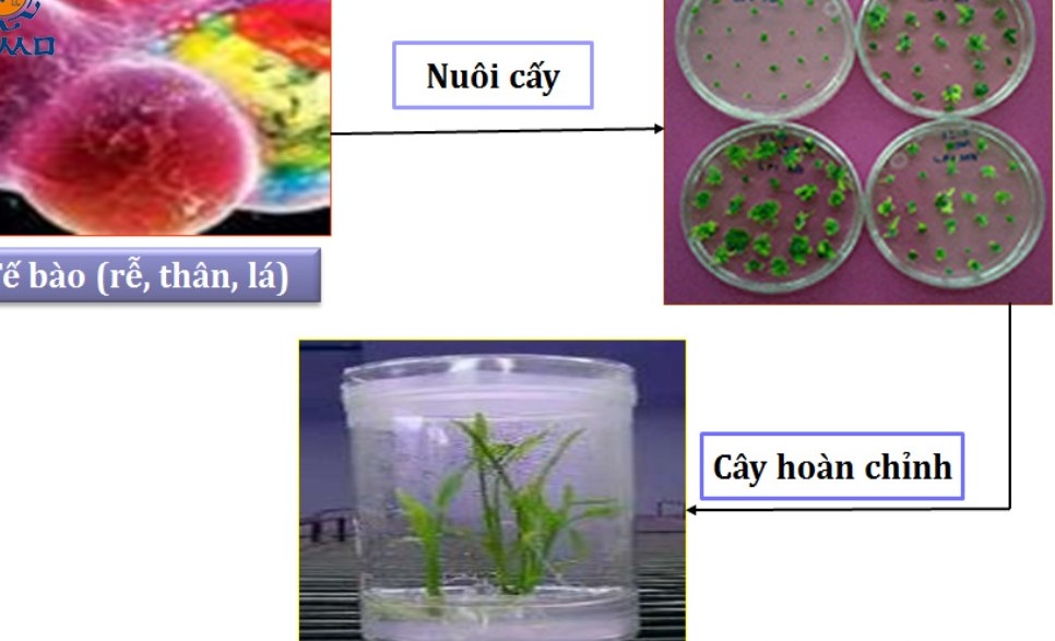 ý nghĩa của nuôi cấy mô tế bào là