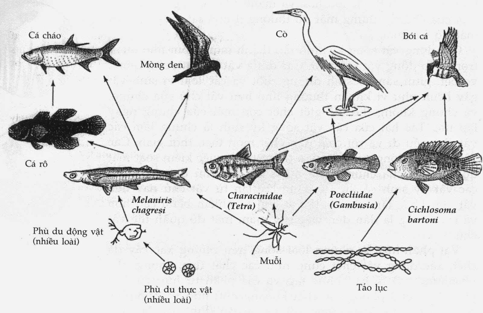 chuỗi thức ăn là gì