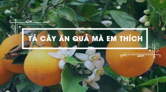 tả cây ăn quả