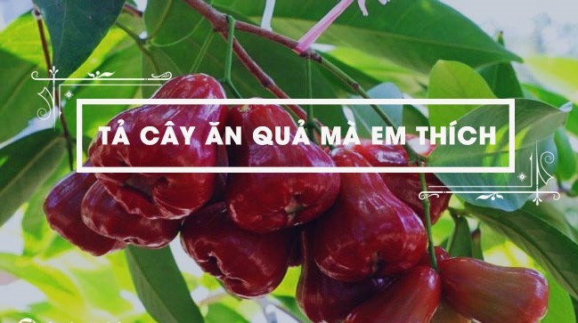 tả cây ăn quả